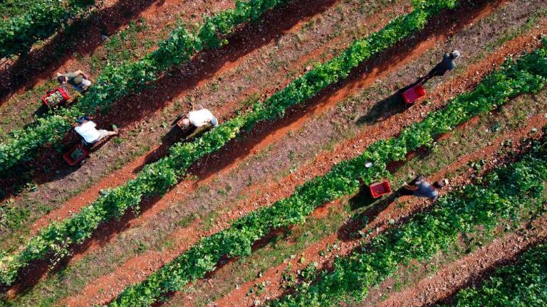 Trgatvi v Ricmanjih in Praprotu