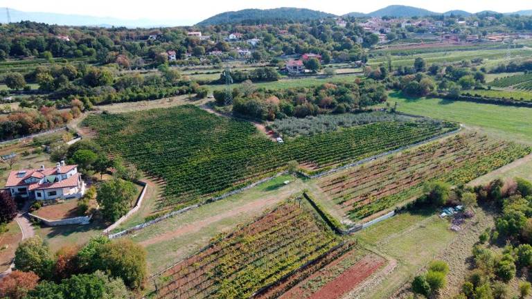 Trgatvi v Ricmanjih in Praprotu