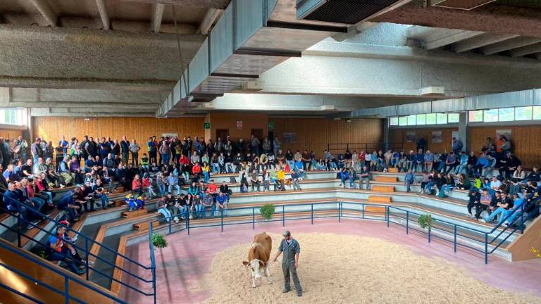 Na dražbi ponudili 23 krav