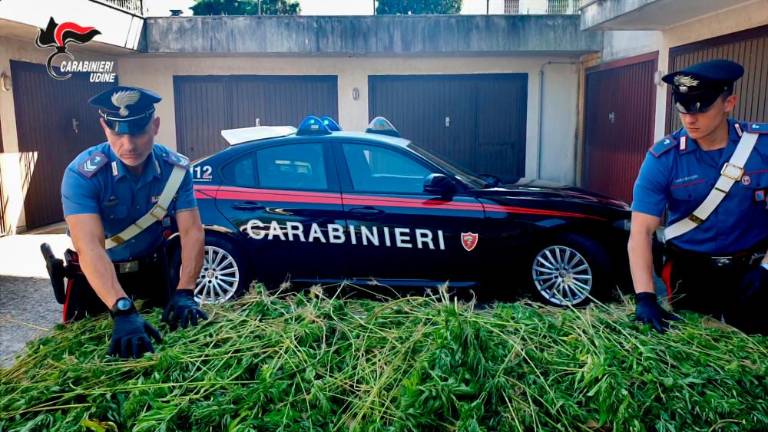 Na koruznem polju odkrili 1800 sadik konoplje