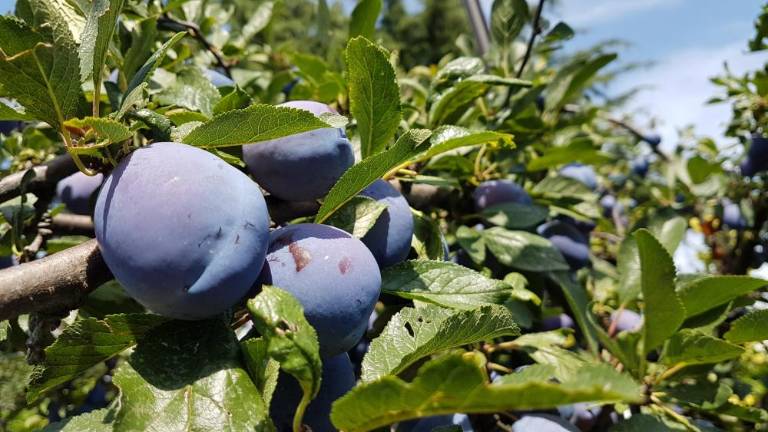 Vrtičkarji letos nadvse zadovoljni ...