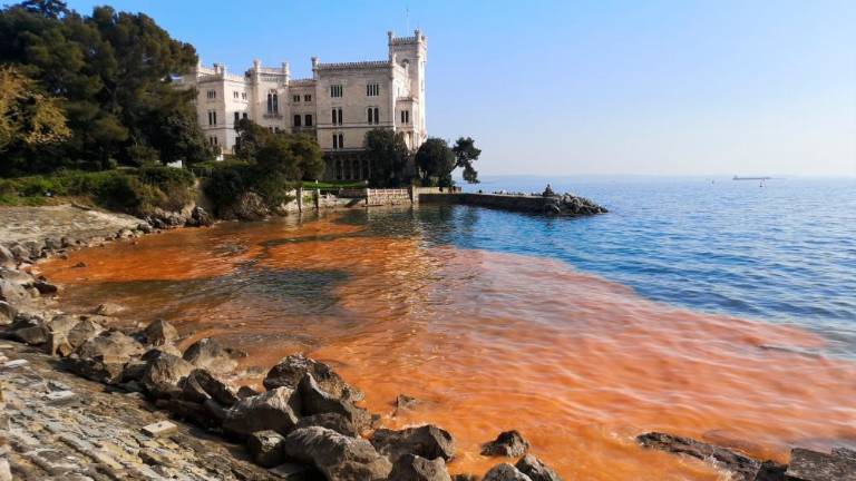 Rjasta prevleka na morju, ki se ponoči lepo iskri