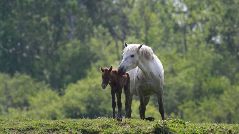 Na otoku Cona se veselijo treh žrebičkov (foto in video)