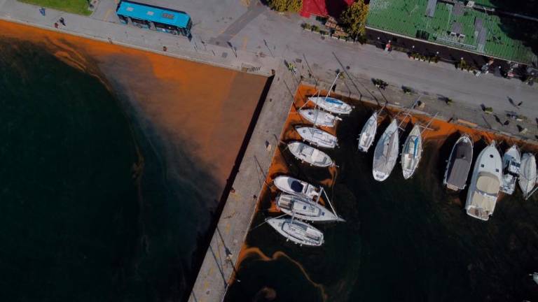 Rjasta prevleka na morju, ki se ponoči lepo iskri