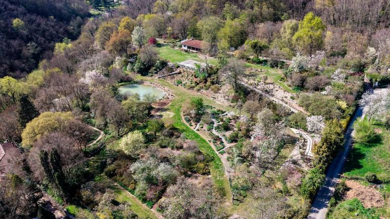 V vrtu Viatori v Gorici vrhunec cvetenja (foto)