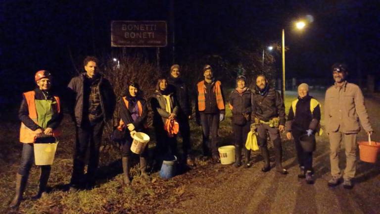 Krastače reševali en mesec prej kot običajno