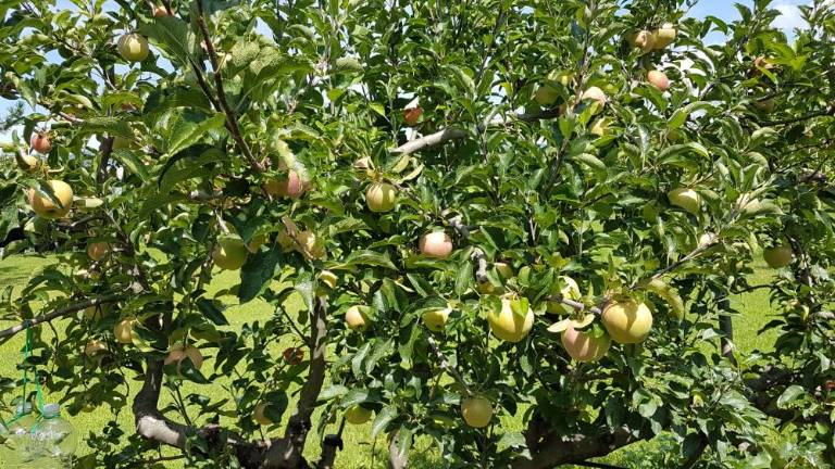 Vrtičkarji letos nadvse zadovoljni ...