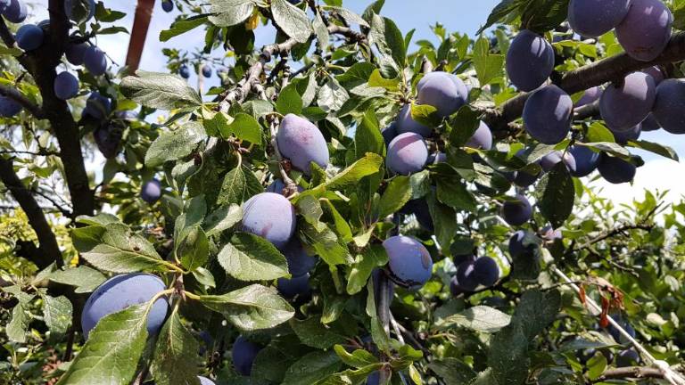 Vrtičkarji letos nadvse zadovoljni ...