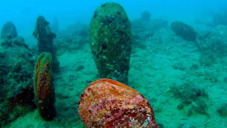 Zaradi uničevanja velikih leščurjev na Krku kazensko ovadili turistko