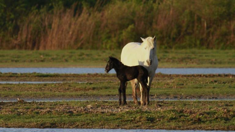 Na otoku Cona se veselijo treh žrebičkov (foto in video)