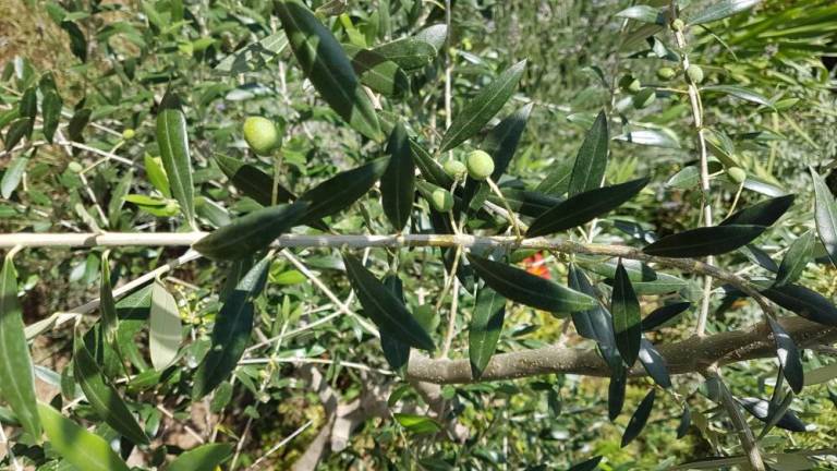 Vreme in smrdljivke povzročile upad oljčnega pridelka