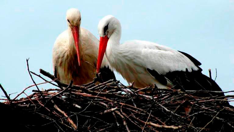 Klepetan se je tudi letos vrnil k Maleni