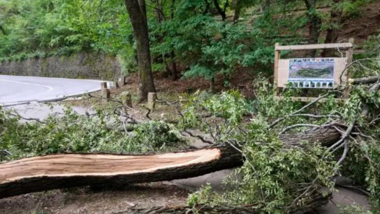 Zaradi pričakovanega slabega vremena jutri (petek) zapirajo mestne parke