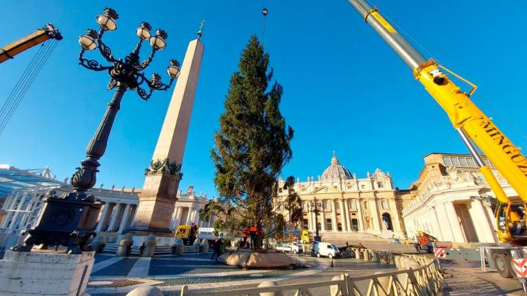 Slovenska smreka že stoji na Trgu sv. Petra