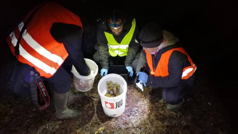 Krastače reševali en mesec prej kot običajno