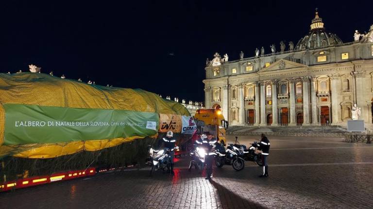 Slovenska smreka že stoji na Trgu sv. Petra