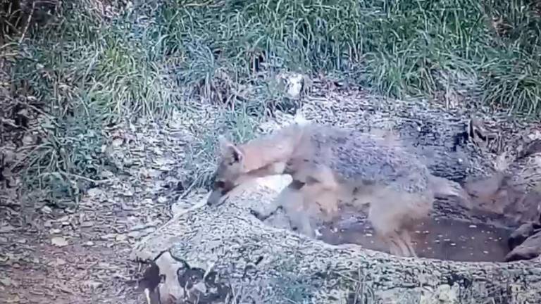 Na Krasu šakali povzročajo težave rejcem in kmetovalcem (VIDEO)