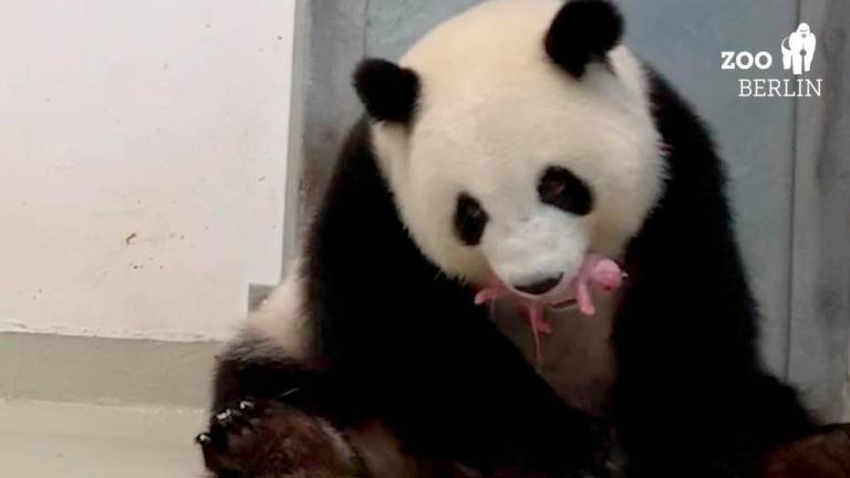 Orjaška panda Meng Meng skotila dvojčka (foto)