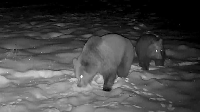 Medvedka in mladič sta si privoščila prigrizek v snegu (video)