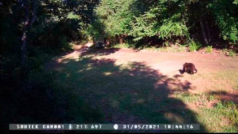 Kamera v Mavhinjah »ujela« medveda
