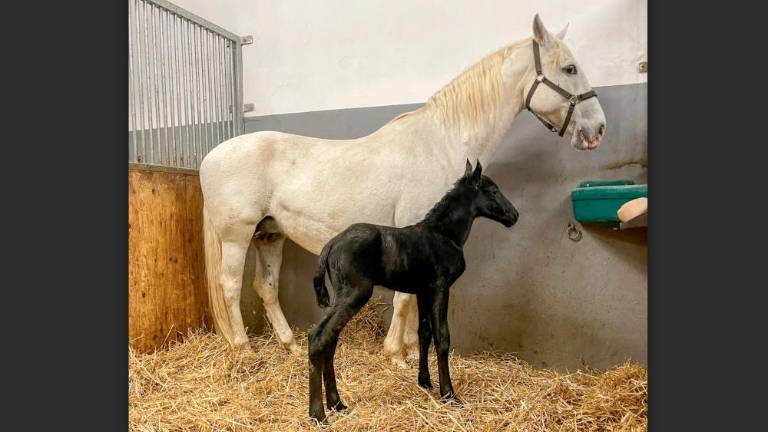 V Kobilarni Lipica se veselijo prvega letošnjega žrebička