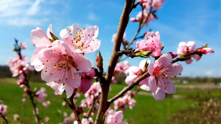 Danes ponoči se začenja pomlad