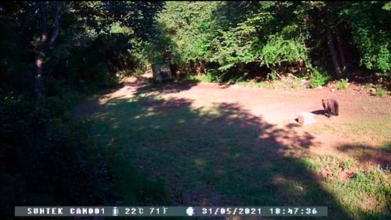 Kamera v Mavhinjah »ujela« medveda