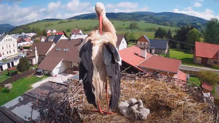 Štorkljina družina v živo na spletu