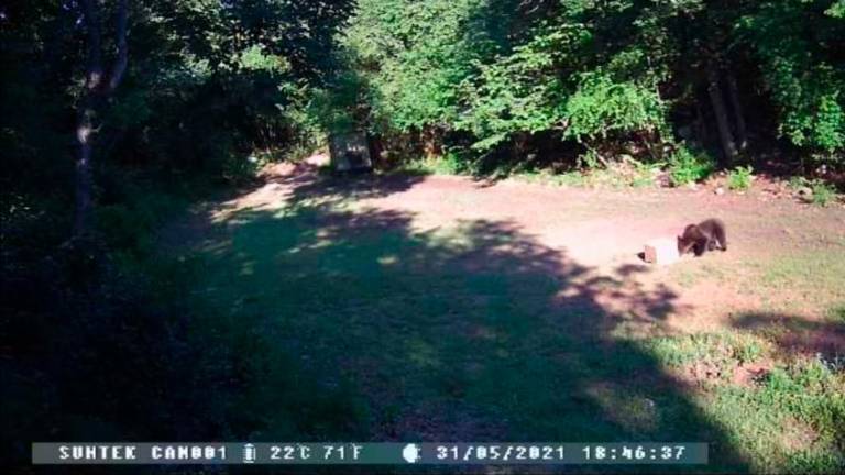 Kamera v Mavhinjah »ujela« medveda
