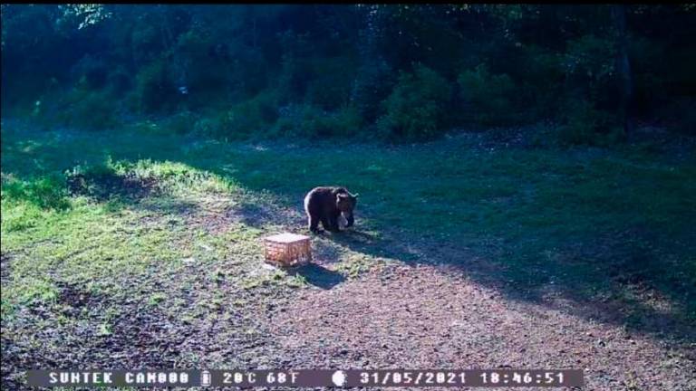 Kamera v Mavhinjah »ujela« medveda