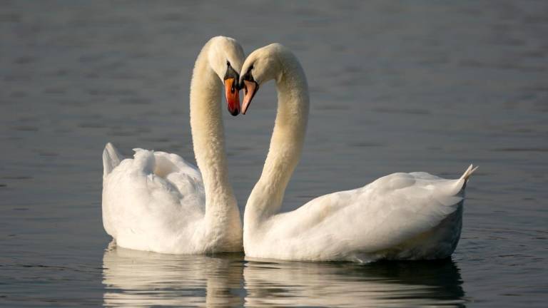 Zaljubljenost je droga, ljubezen je garanje