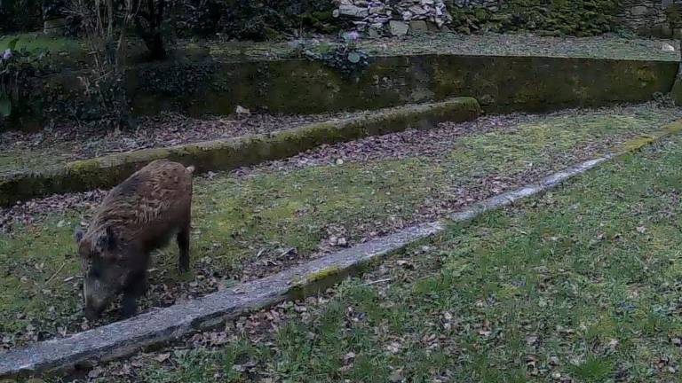 Gozdarski policisti poskrbijo v povprečju za odstrel 200 merjascev letno