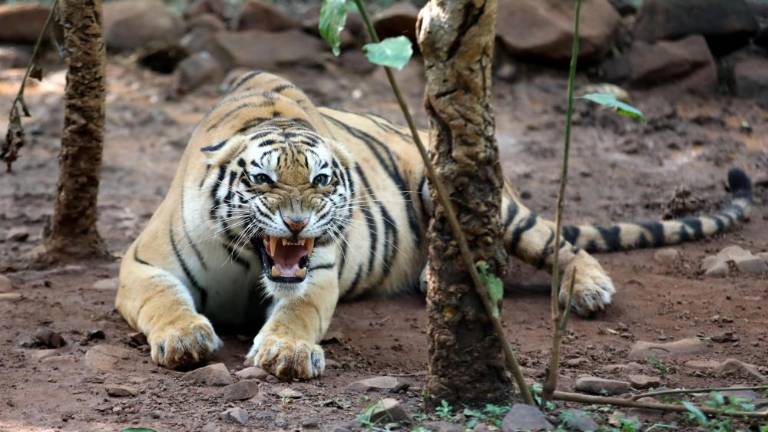 V Čilu proti covidu-19 cepili tudi živali