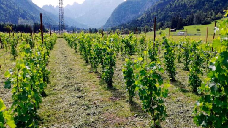 Kanalska dolina bi lahko postala vinorodni okoliš