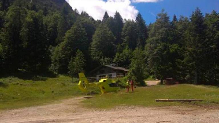 Drevo padlo na gozdarja