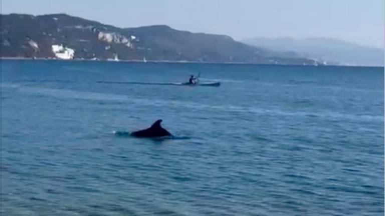 Delfin pod Devinskim gradom (video)