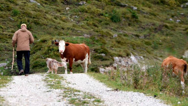 Na avstrijskem Štajerskem po napadu črede krav umrl pohodnik