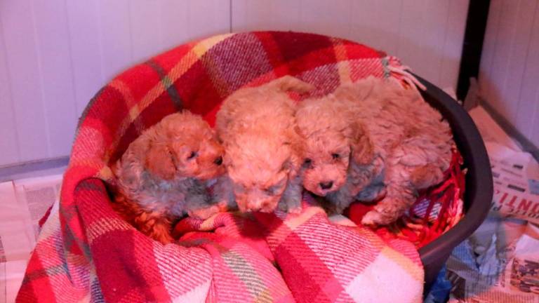 Tovorno vozilo je bilo polno pasjih mladičev