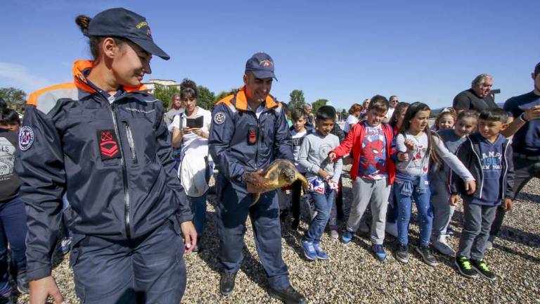 Želva spet svobodno plava