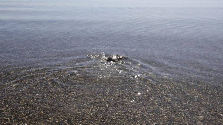 Želva spet svobodno plava
