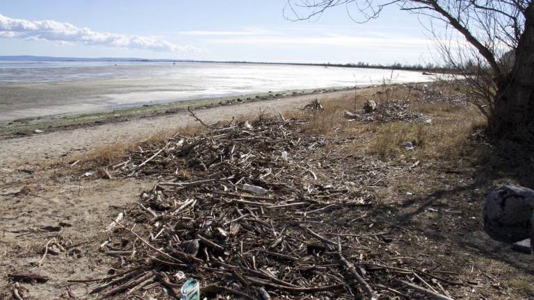 Preverjajo, ali je pogin posledica ptičje gripe