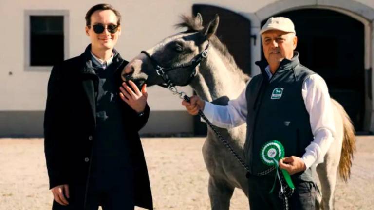 Domen Prevc postal boter lipicanskega žrebeta