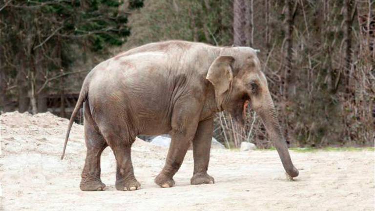 Slonica Ganga, ki živi v ljubljanskem živalskem vrtu, praznuje 50 let