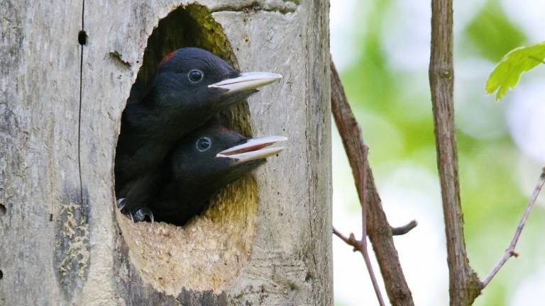 Neprecenljivo »leteče« bogastvo
