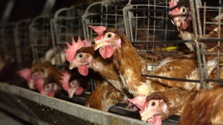 Bakterija salmonele na dveh kokošjih farmah