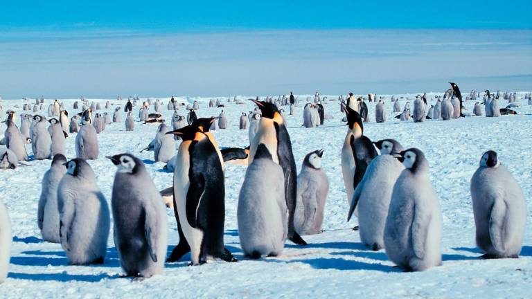 Cesarski pingvin razglašen za ogroženo vrsto