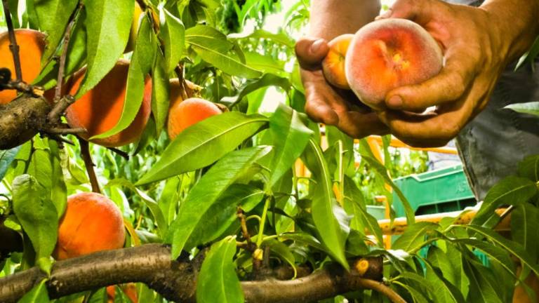 Toča poškodovala sadno drevje