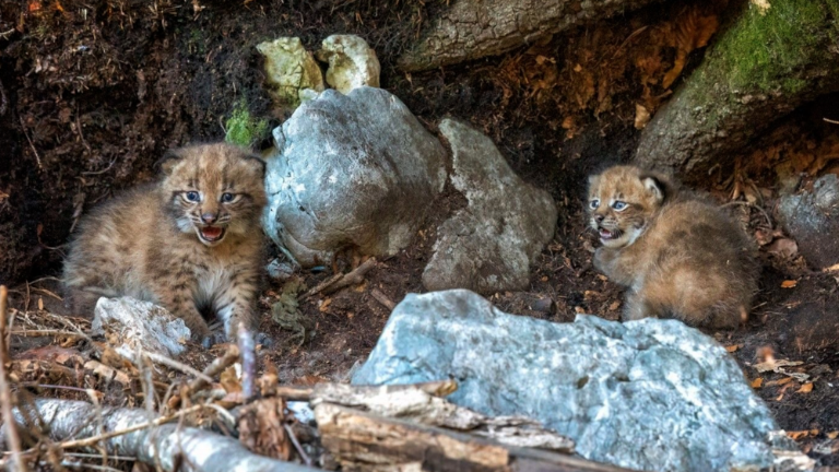 Risinja Talìa skotila dva zdrava mladiča