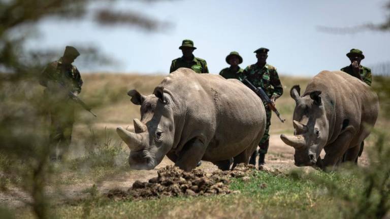 Uspešno oplodili jajčeča zadnjih dveh belih nosoroginj
