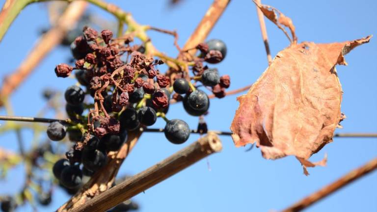 Trojica županov skupaj za varčno uporabo vode proti suši
